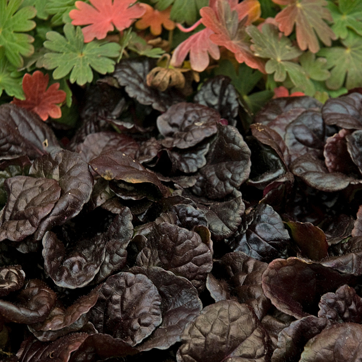 Ajuga 'Black Scallop' Courtesy of Walters Gardens