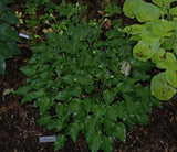 Akarana Hosta