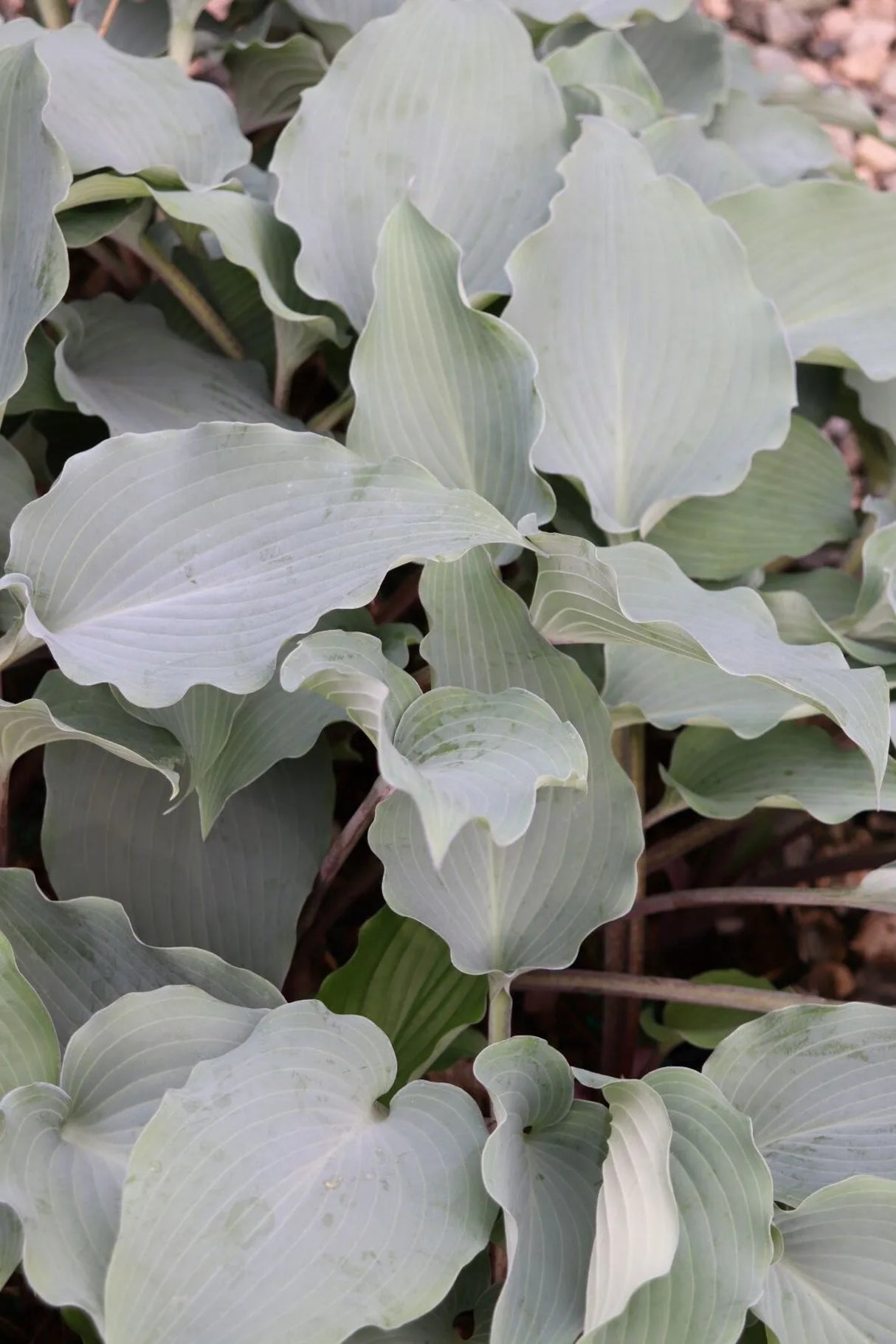 Alana's Laugh Hosta (NEW For 2023!) Available in May!
