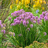 Allium 'All the Buzz' Courtesy of Walters Gardens