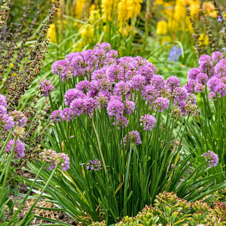 Allium 'All the Buzz' Courtesy of Walters Gardens