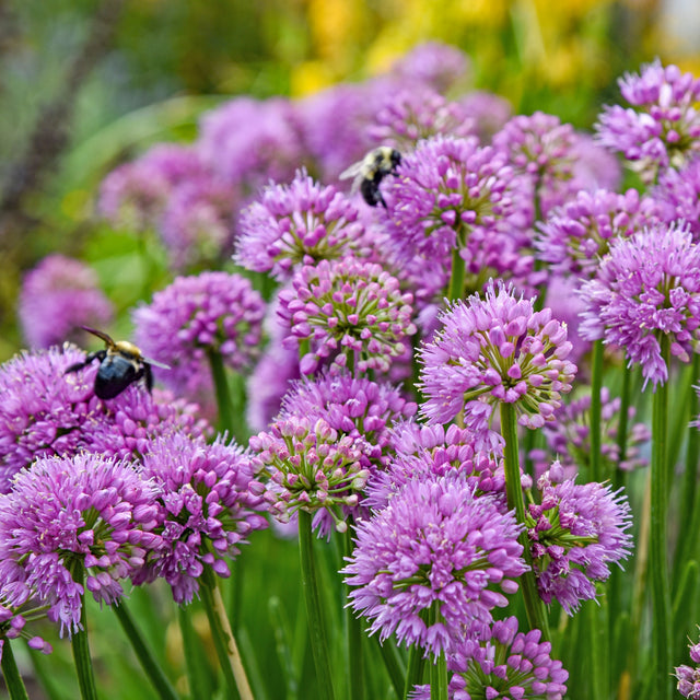 Allium 'All the Buzz' Courtesy of Walters Gardens