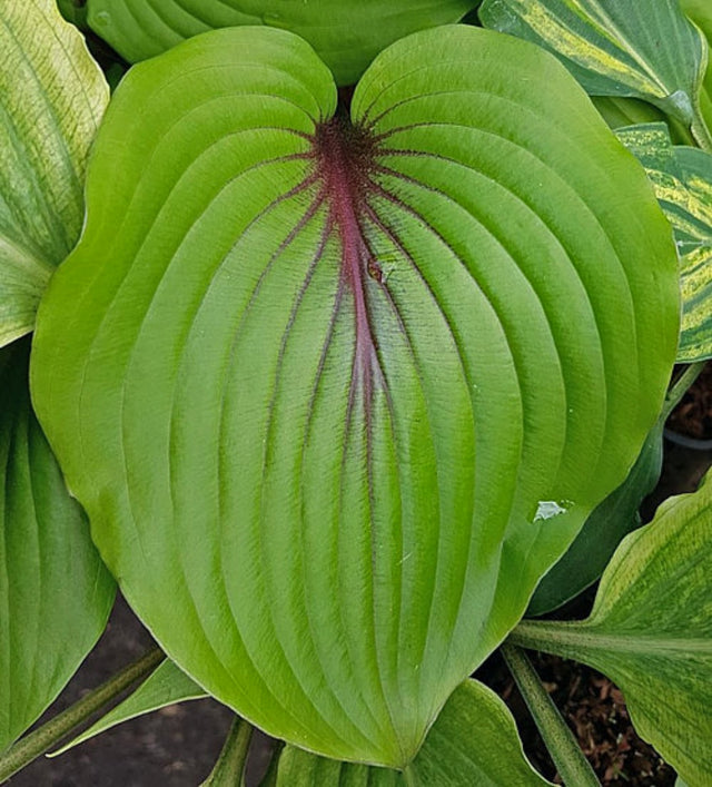 Almost Hosta