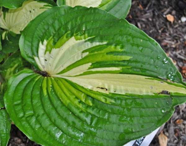 Almost Heaven Hosta Courtesy of Doug Beilstein