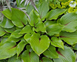 Almost Hosta