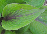 Almost Unreal Hosta