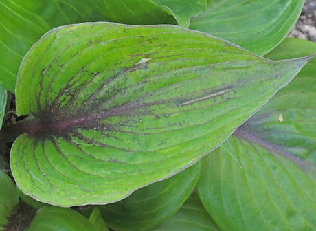 Almost Unreal Hosta
