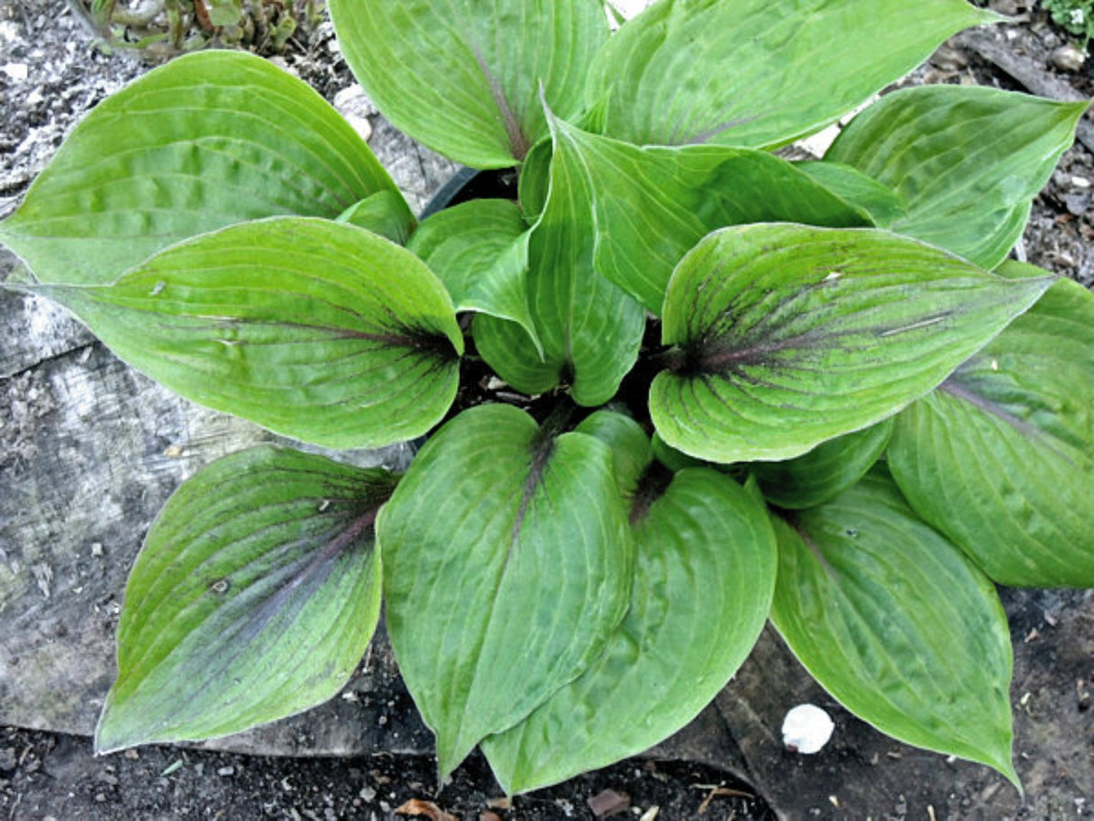 Almost Unreal Hosta
