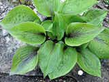 Almost Unreal Hosta