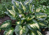 Almost Heaven Hosta Courtesy of Doug Beilstein