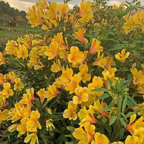 Alstromeria 'Golden Tiara' Courtesy of Walters Gardens