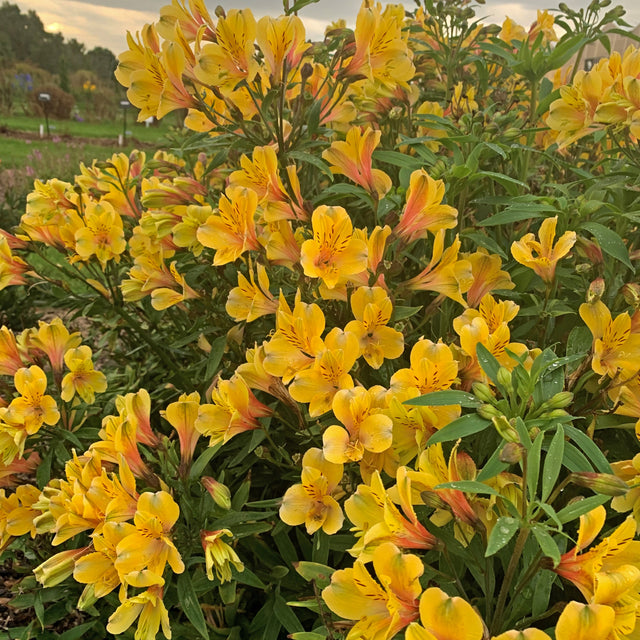 Alstromeria 'Golden Tiara' Courtesy of Walters Gardens