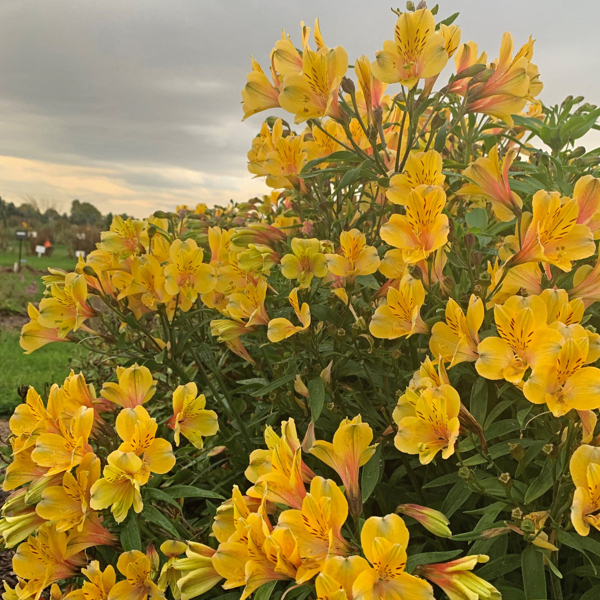 Alstromeria 'Golden Tiara' Courtesy of Walters Gardens