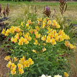 Alstromeria 'Golden Tiara' Courtesy of Walters Gardens