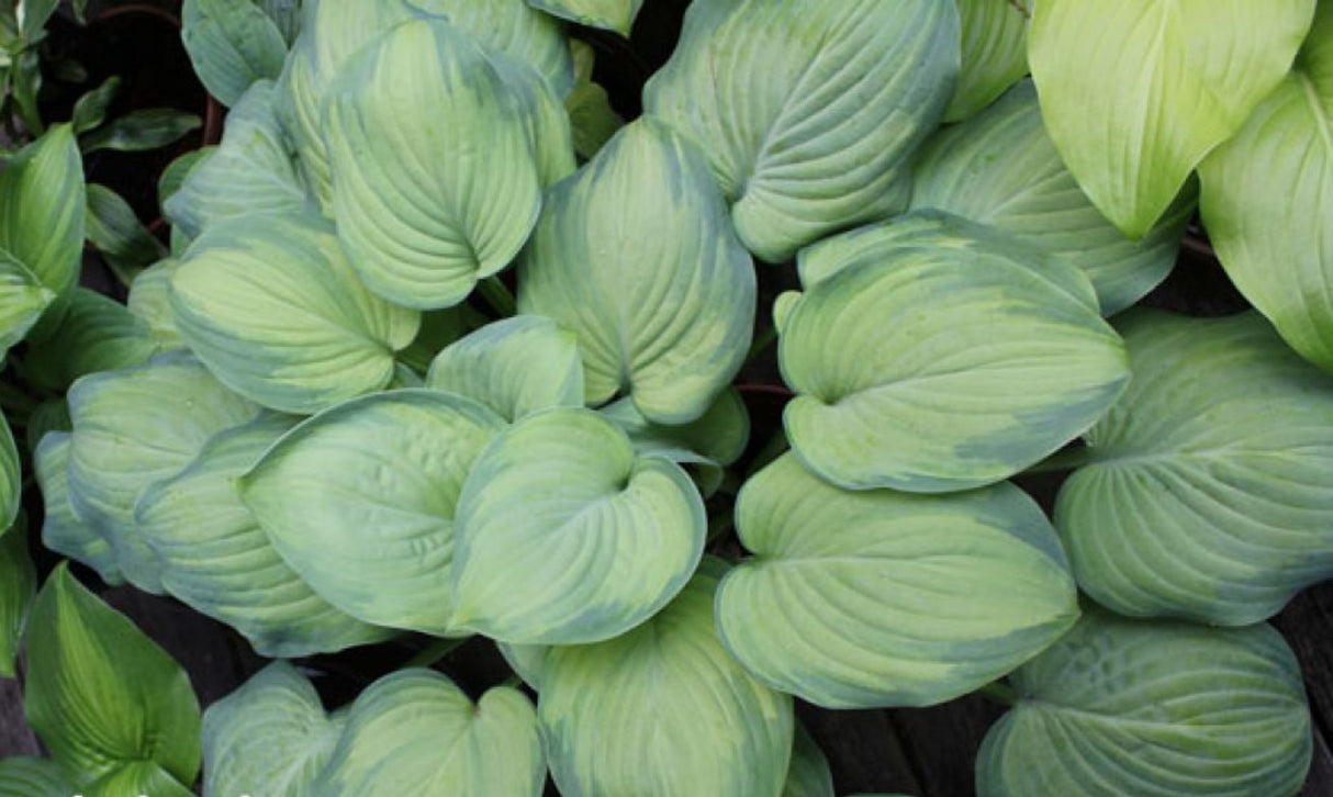 Ambrosia Hosta PPAF - Available in May!