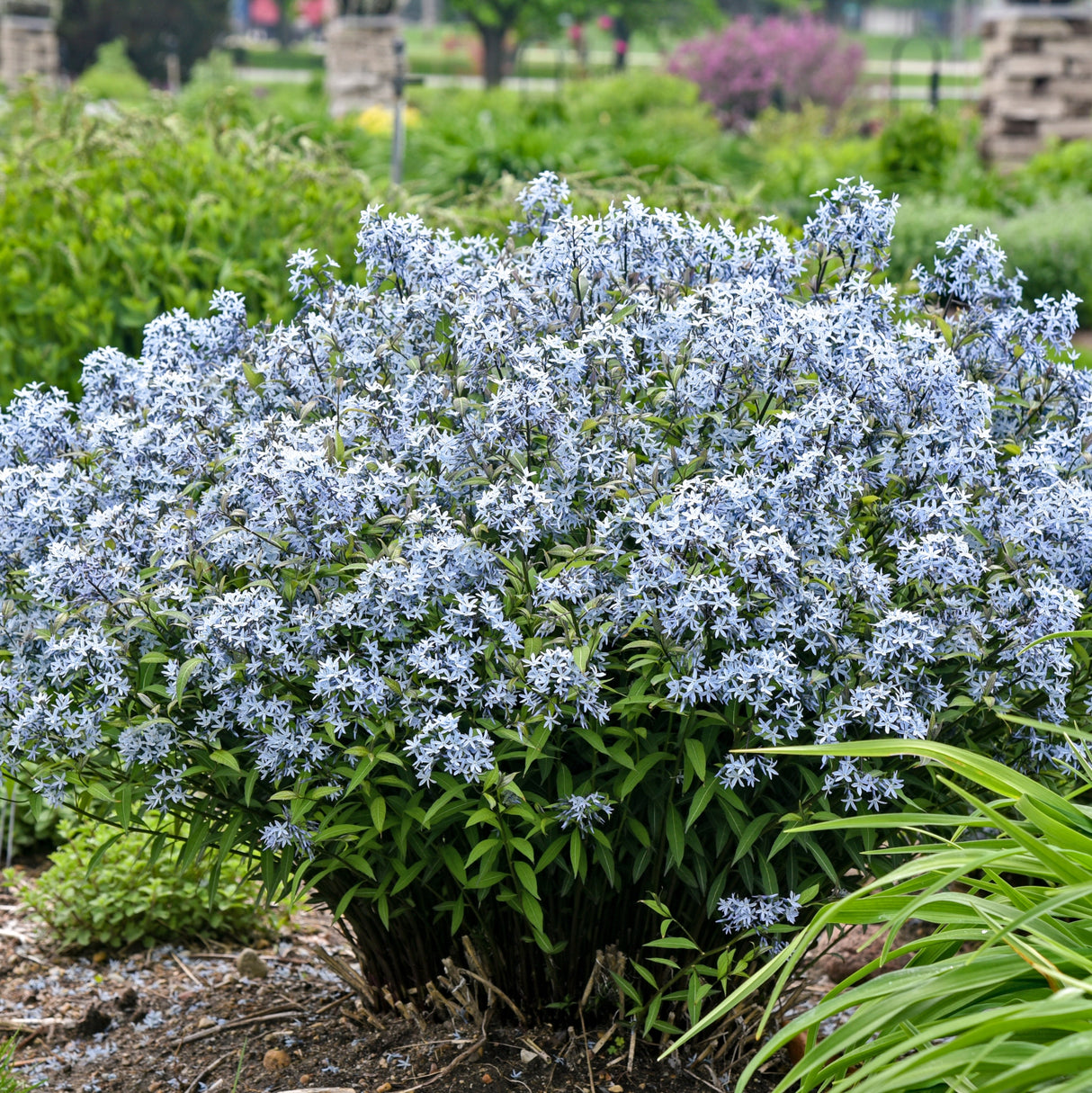 Amsonia 'Storm Cloud'