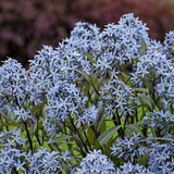 Amsonia 'Storm Cloud'
