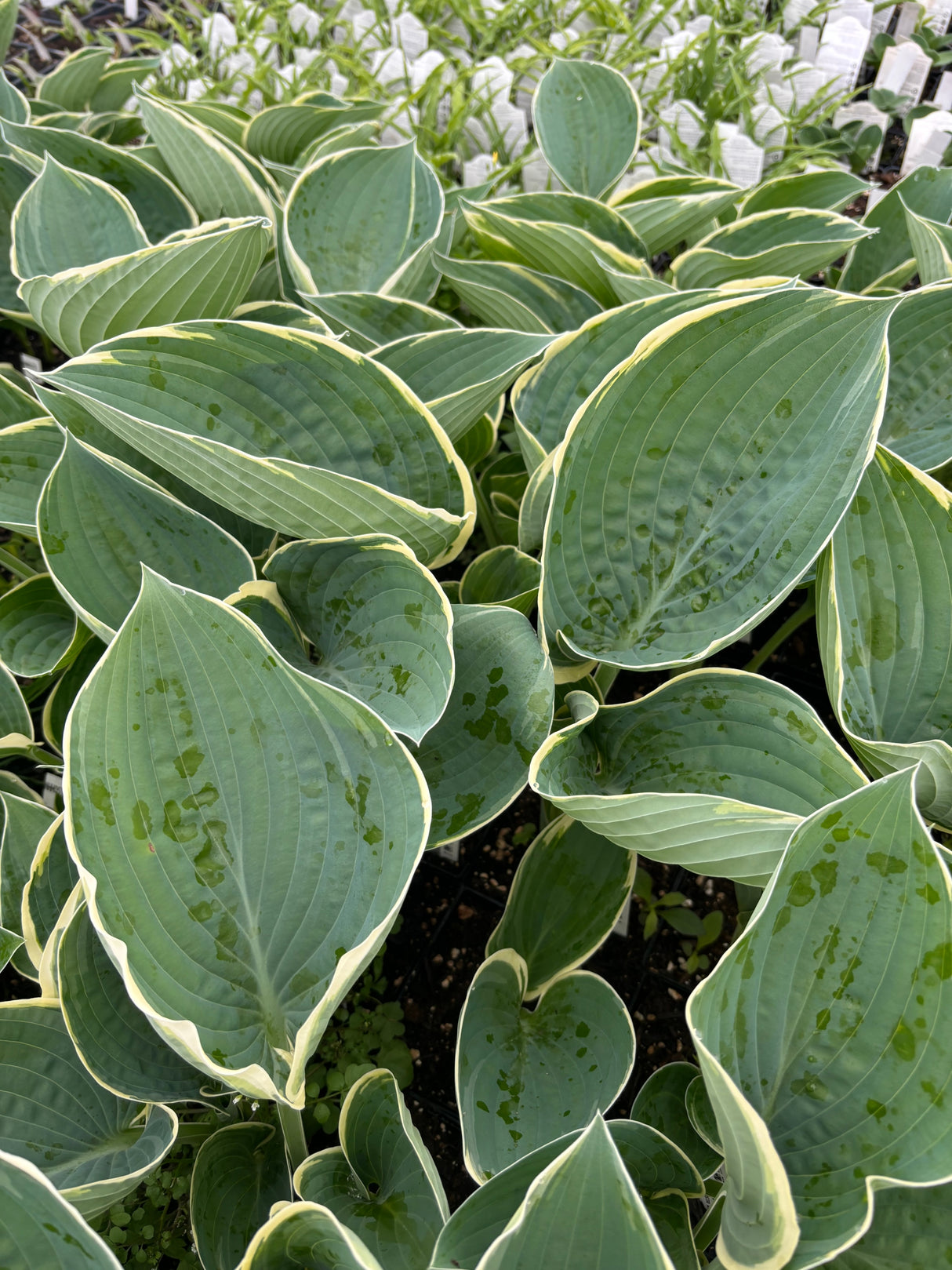 And You and I Hosta (NEW For 2023!)