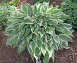 Angelique Hosta