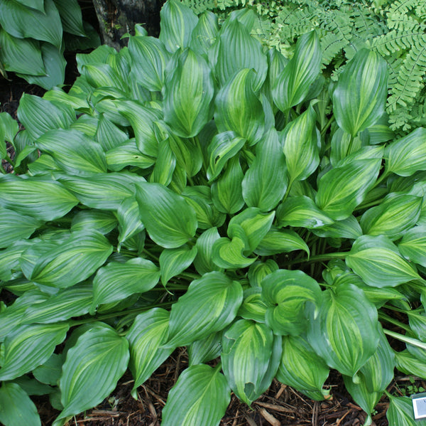 Ani Machi Hosta