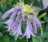 Annabel Lee Hosta