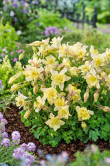 Aquilegia 'Earlybird Yellow' Courtesy of Growing Colors