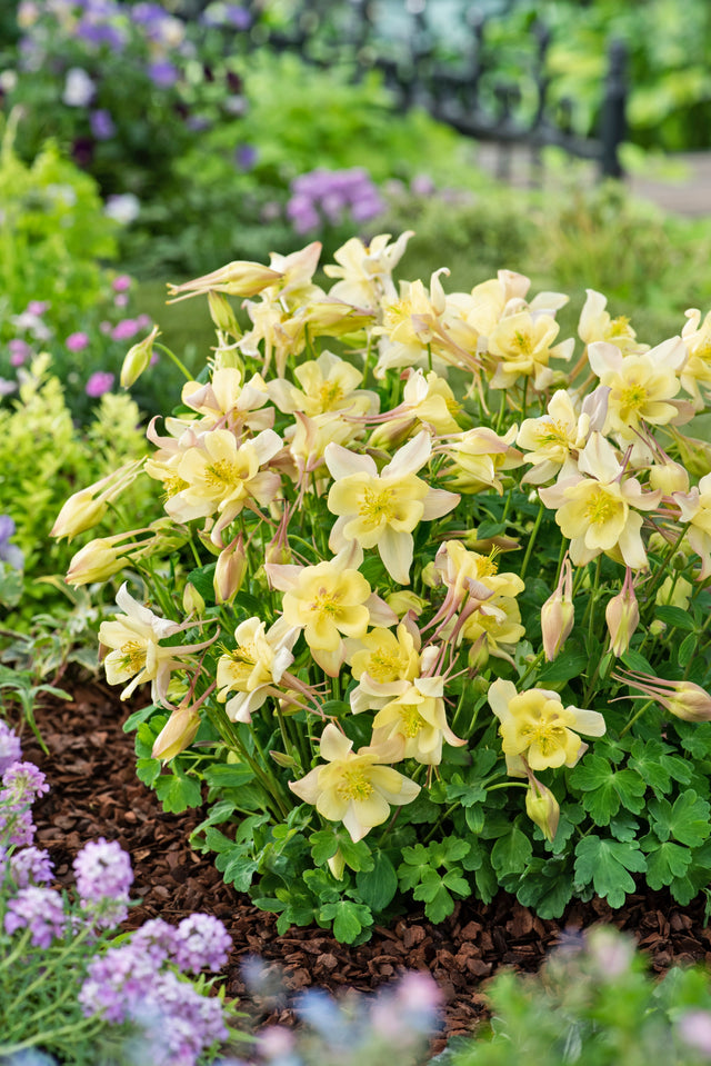 Aquilegia 'Earlybird Yellow' Courtesy of Growing Colors