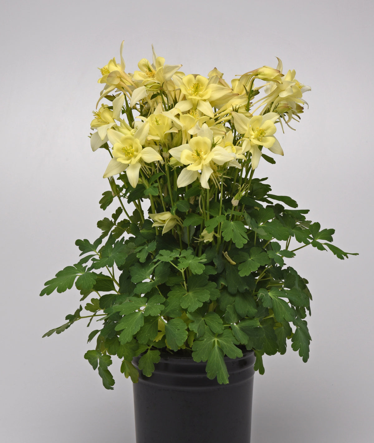 Aquilegia 'Earlybird Yellow' Courtesy of Growing Colors