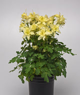 Aquilegia 'Earlybird Yellow' Courtesy of Growing Colors