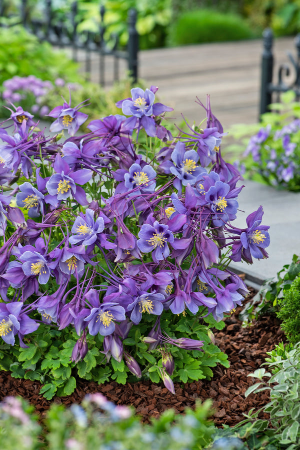 Aquilegia 'Earlybird Purple Blue' Courtesy of Growing Colors