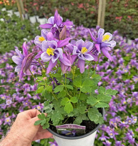 Aquilegia 'Earlybird Purple Blue' Courtesy of Growing Colors