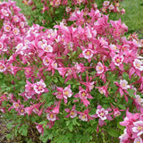 Aquilegia caerulea KIRIGAMI™ Rose & Pink