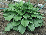 Armani Hosta Courtesy of The Hosta Library