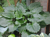 Armani Hosta Courtesy of The Hosta Library