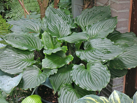 Armani Hosta Courtesy of The Hosta Library