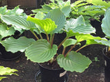 Armani Hosta Courtesy of The Hosta Library