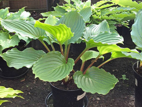 Armani Hosta Courtesy of The Hosta Library