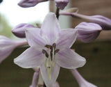 Armani Hosta Courtesy of The Hosta Library