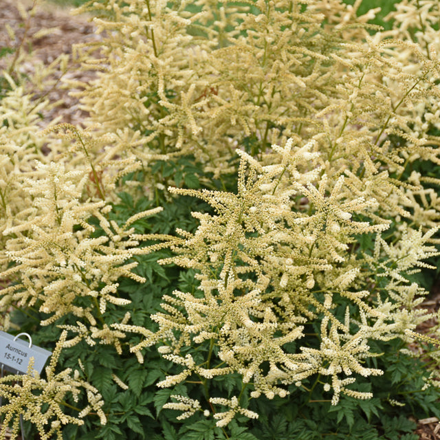Aruncus 'Goatee' Courtesy of Walters Gardens
