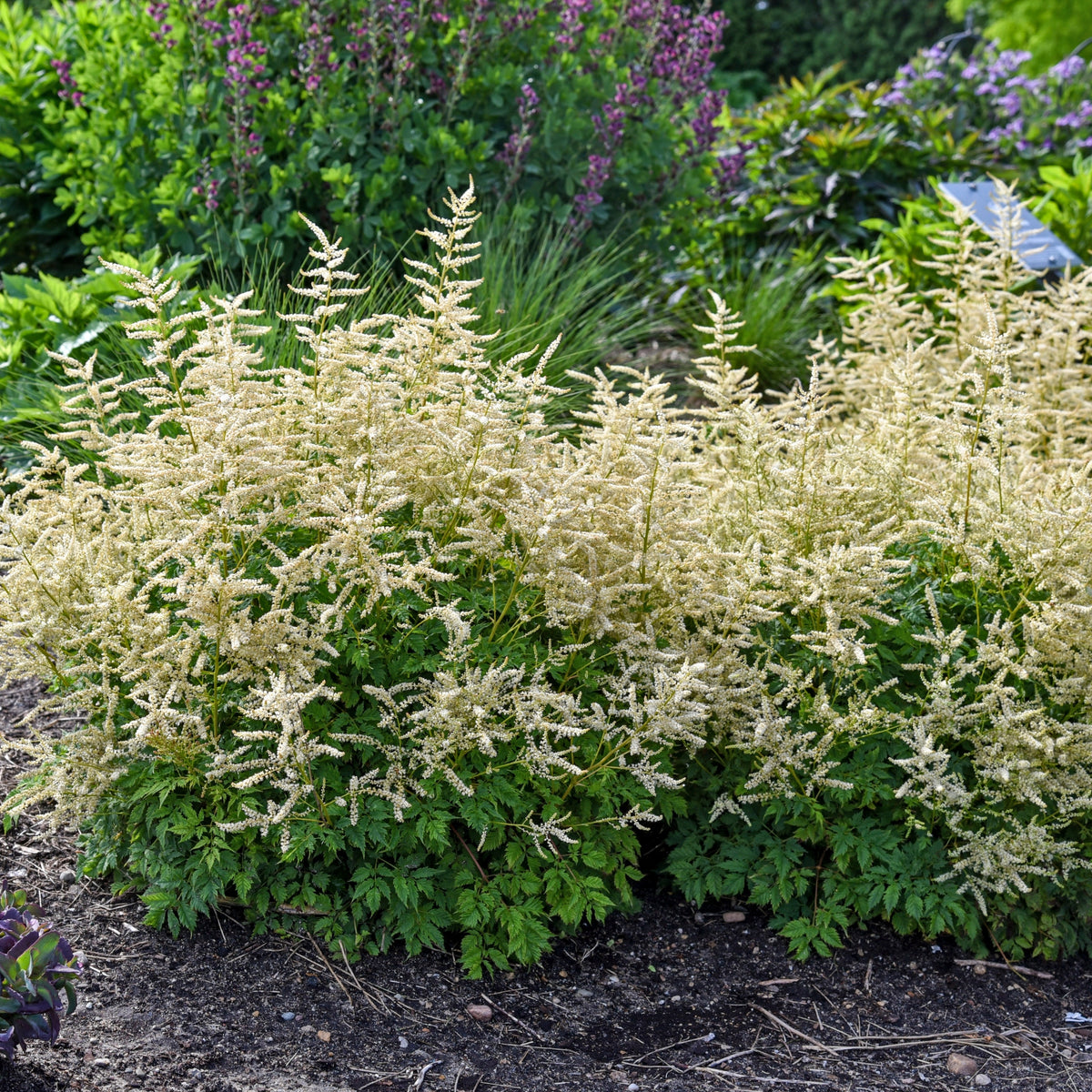 Aruncus 'Goatee' Courtesy of Walters Gardens
