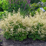Aruncus 'Goatee' Courtesy of Walters Gardens