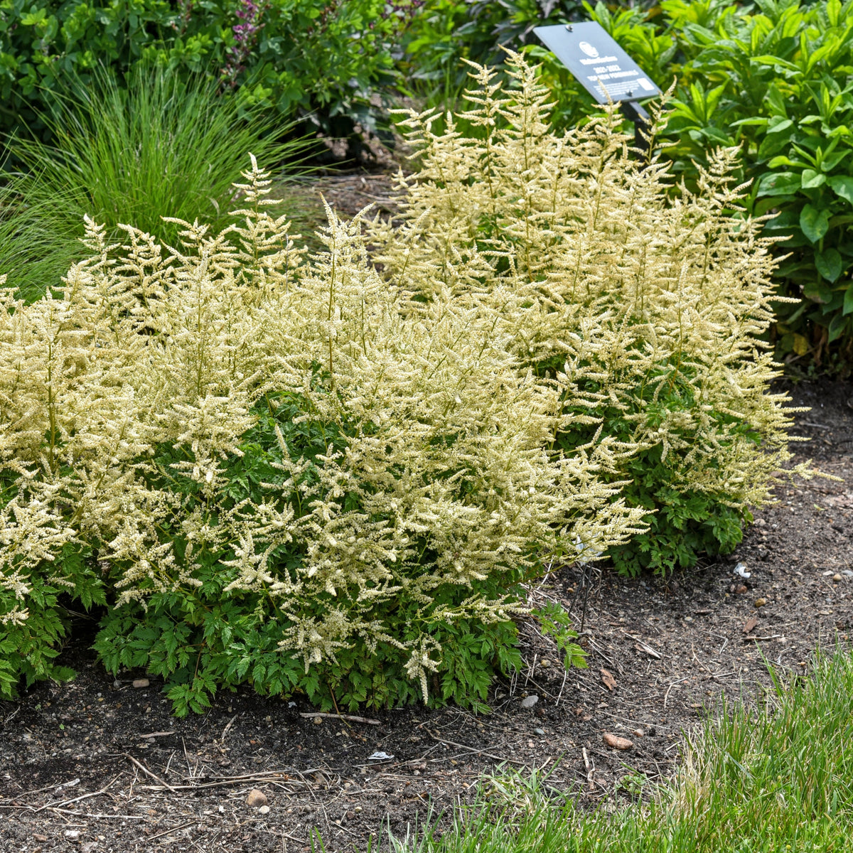 Aruncus 'Goatee' Courtesy of Walters Gardens