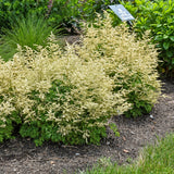 Aruncus 'Goatee' Courtesy of Walters Gardens