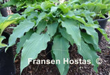 Asian Splash Mountain Hosta