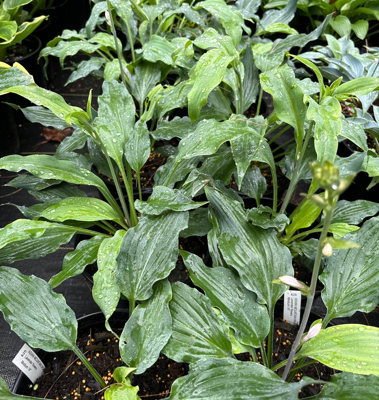 Asian Splash Mountain Hosta