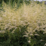 Astilbe 'Bridal Veil'