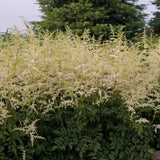 Astilbe 'Bridal Veil'