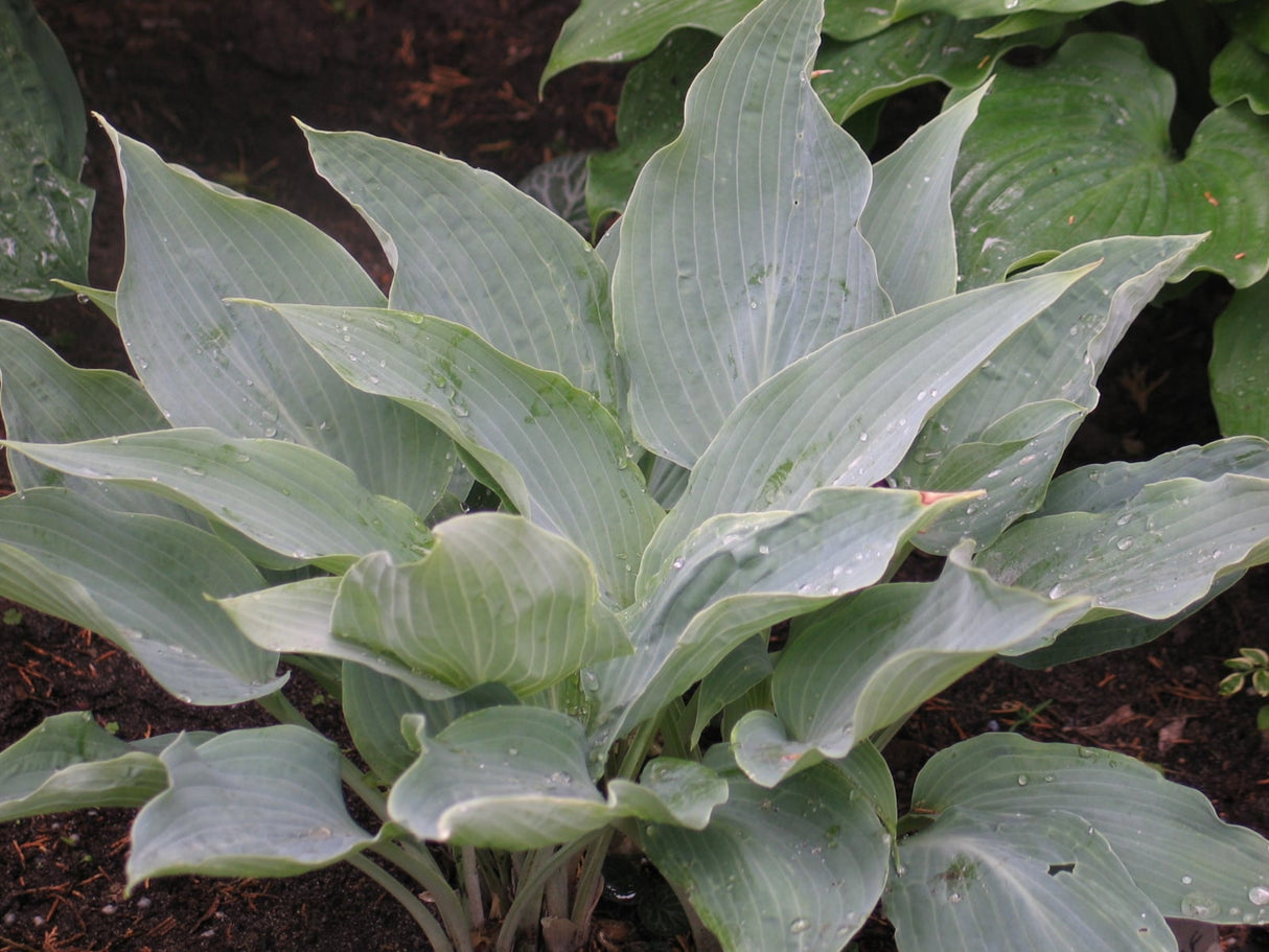 Astral Bliss Hosta