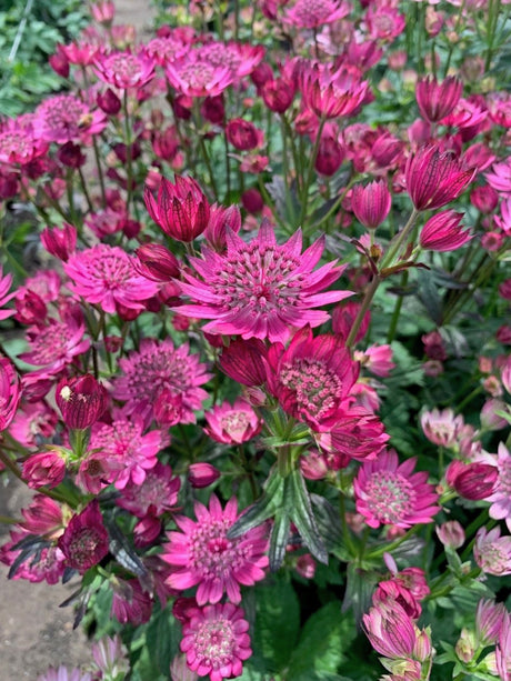 Astrantia 'Cerise Button' Courtesy of Growing Colors