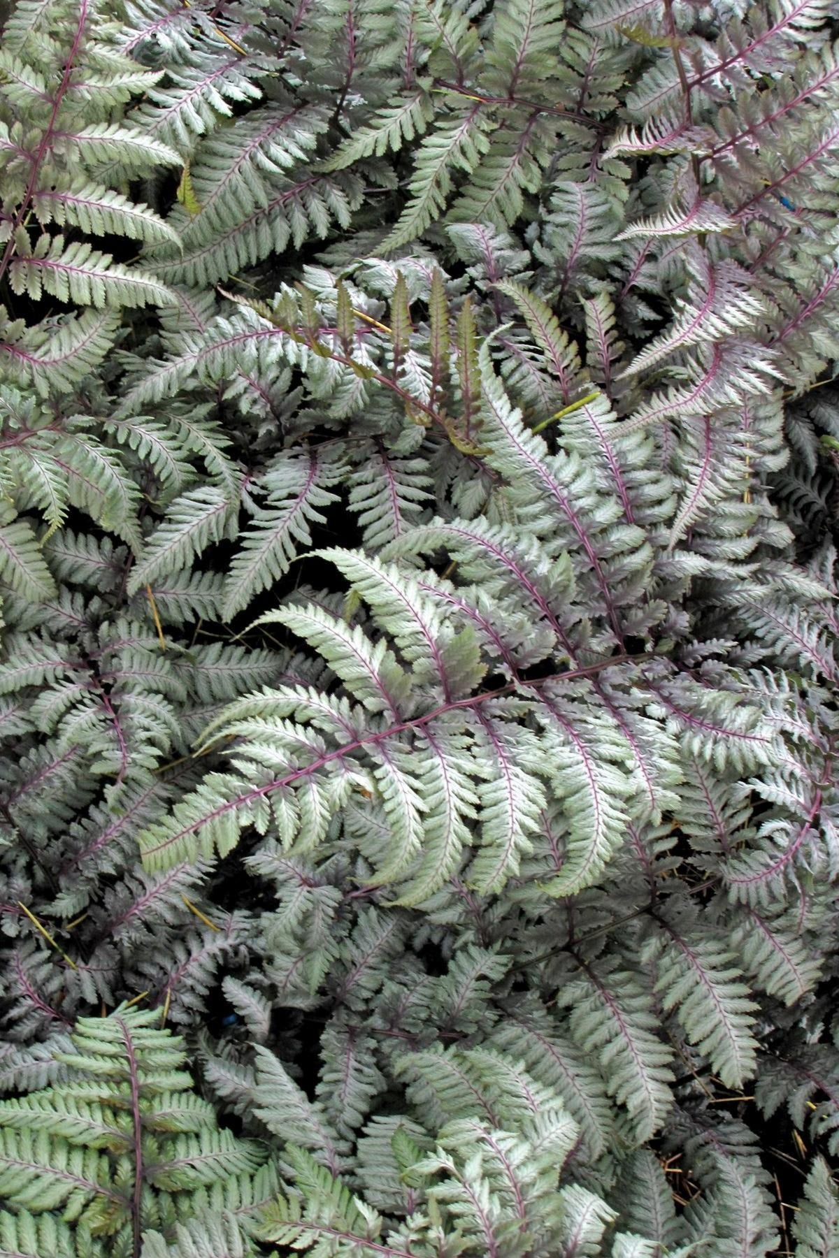 Athyrium niponicum 'Silver Falls' Courtesy of Growing Colors